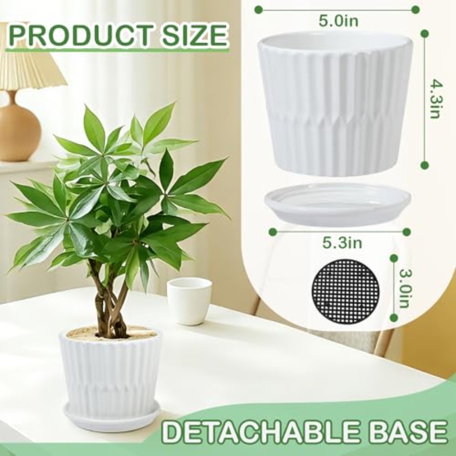 Plant Pots - Cylinder Ceramic  - đánh giá và giá Snake Plant Ceramic