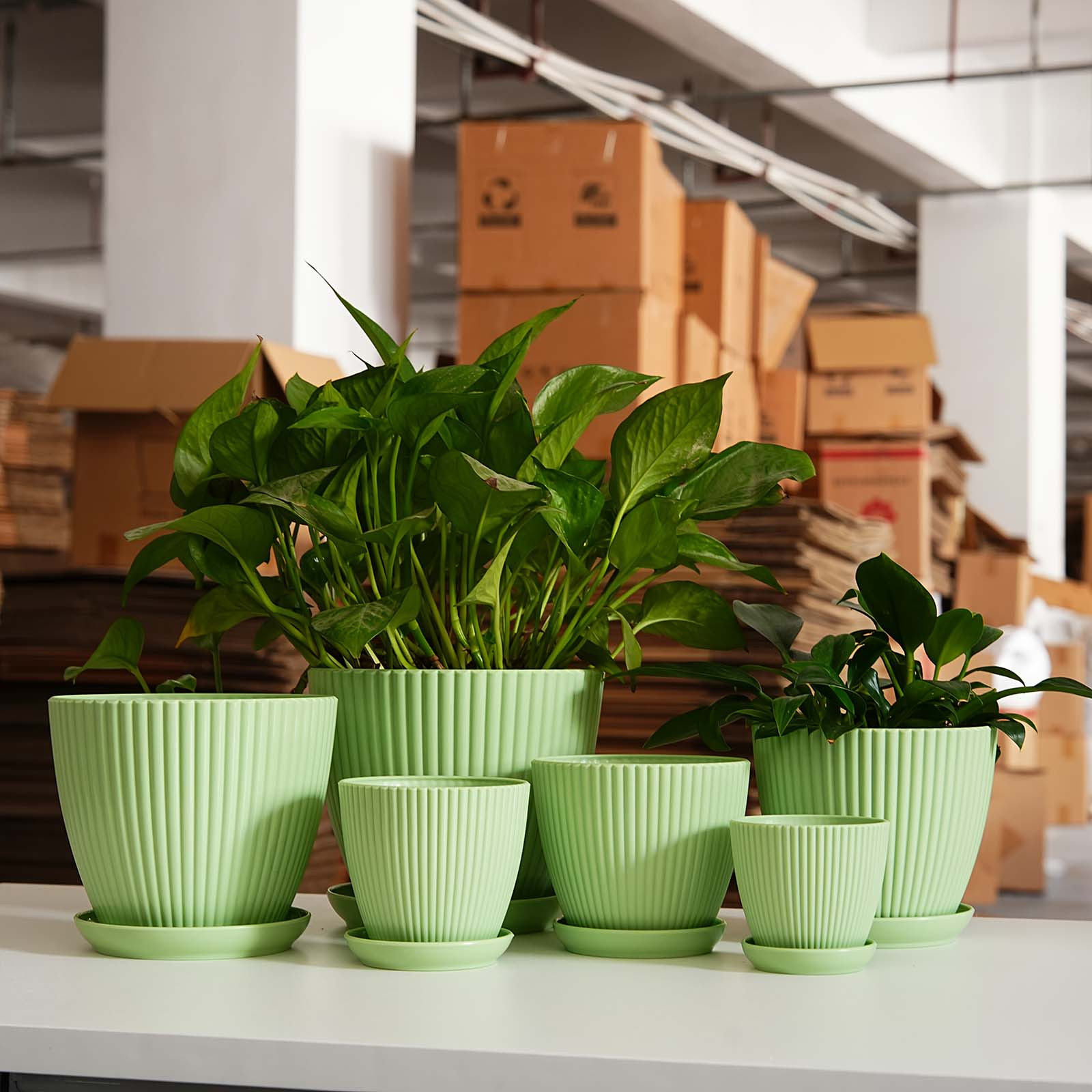 Vertical Striped Plant Pot Thi - đánh giá và giá Snake Plant Ceramic