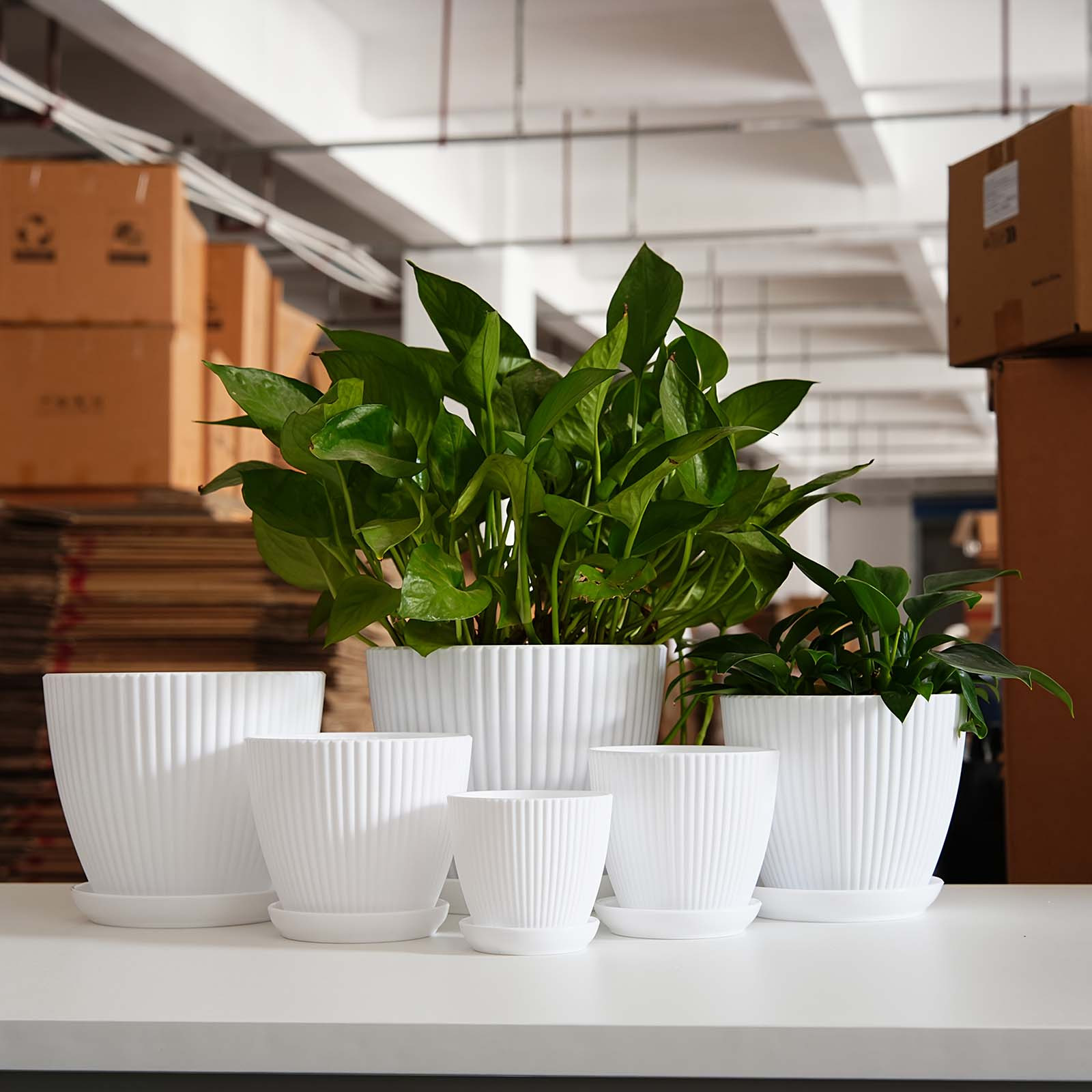 Vertical Striped Plant Pot Thi - đánh giá và giá Snake Plant Ceramic