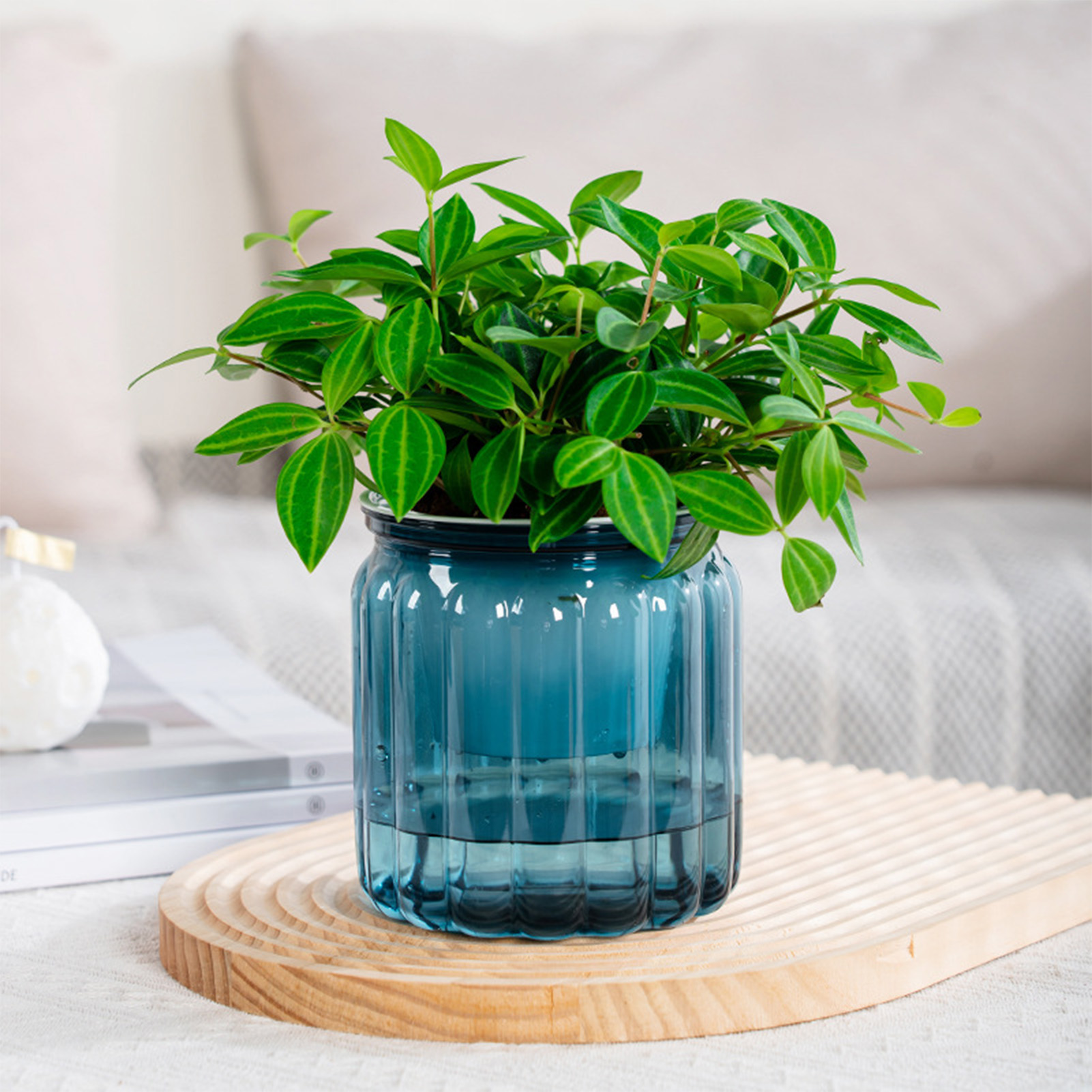 Elegant Self Watering Planter  - đánh giá và giá Snake Plant Ceramic
