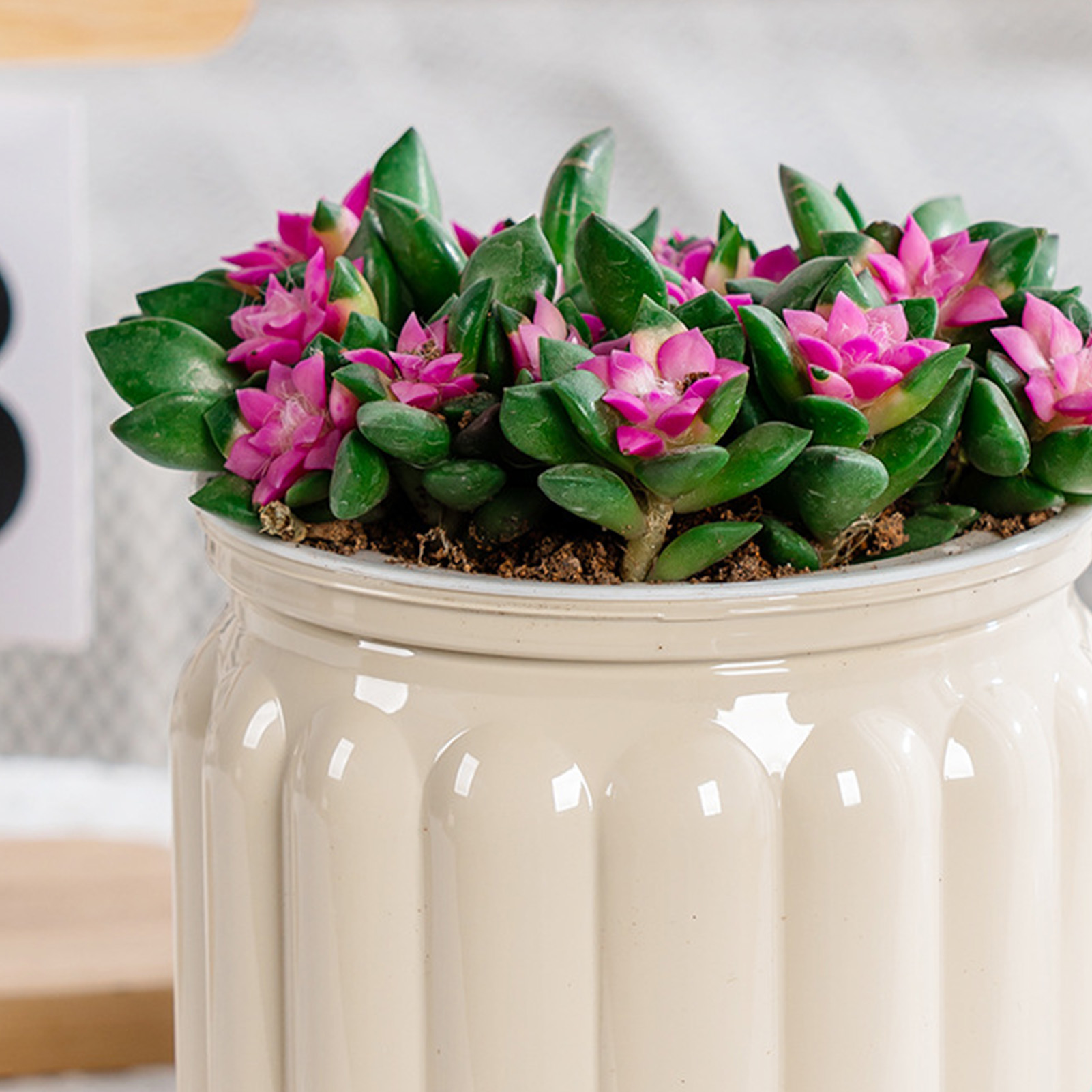 Elegant Self Watering Planter  - đánh giá và giá Snake Plant Ceramic